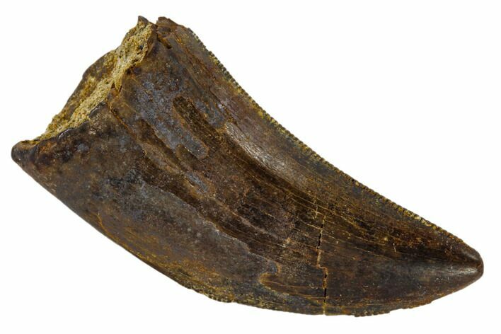 Serrated, Tyrannosaur Tooth - Judith River Formation, Montana #114005